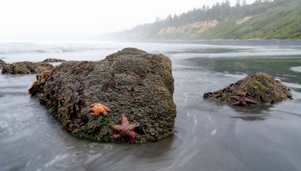 rozgwiazda na ruby beach podczas odpływu, olympic national park, stan waszyngton, usa - ochre sea star zdjęcia i obrazy z banku zdjęć