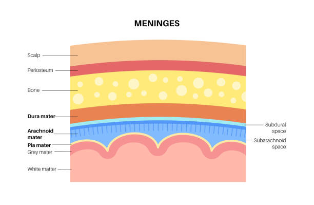 ilustrações, clipart, desenhos animados e ícones de diagrama de anatomia de meninges - meningite
