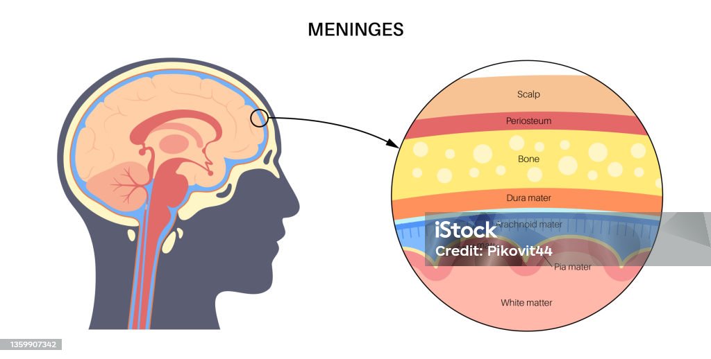 Meninges Anatomie Diagramm Stock Vektor Art und mehr Bilder von