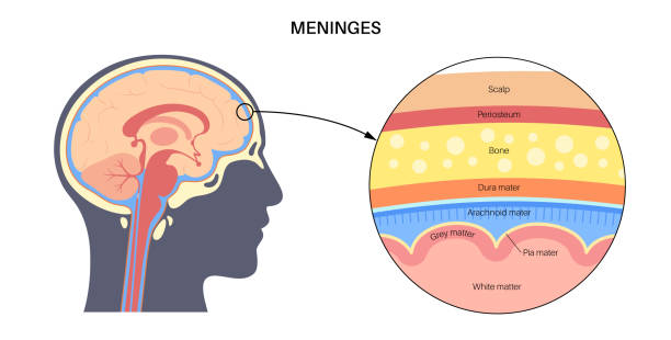 illustrazioni stock, clip art, cartoni animati e icone di tendenza di diagramma anatomico delle meningi - cervelletto