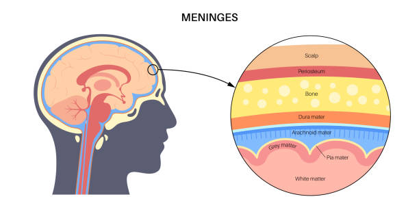 Meninges anatomy diagram Meninges anatomy. Enveloping of brain and spinal cord. Protecting of the central nervous system. Dura mater, scalp, periosteum, 
 and other layers and membranes of the human head vector illustration. cerebellum stock illustrations