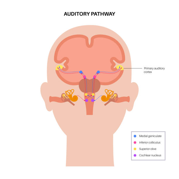 Auditory System Function 10+ Auditory Pathway Stock Illustrations, Royalty-Free Vector Graphics ...