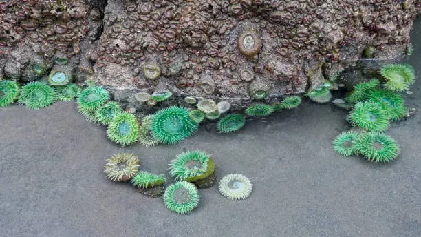 Sea Anemone at Ruby Beach during Low Tide, Olympic National Park, Washington State, USA