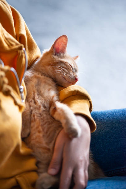 istock Cute ginger kitten sleeps in hands 1359908385