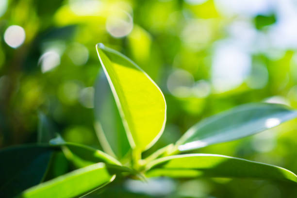 istock Plant green leaf in garden with bokeh background 1359908409
