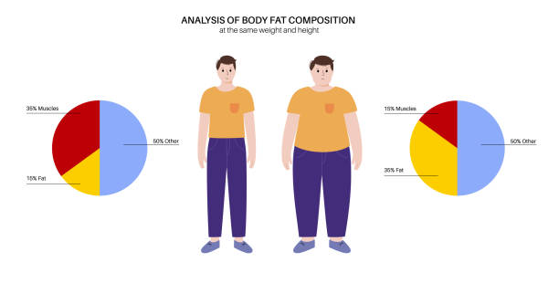 ilustrações, clipart, desenhos animados e ícones de composição de gordura corporal - men muscular build abdominal muscle large