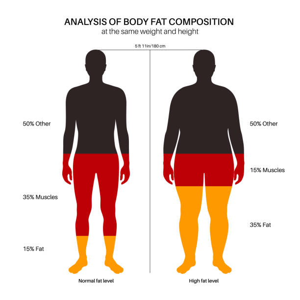 ilustrações de stock, clip art, desenhos animados e ícones de body fat composition - overweight men people abdomen