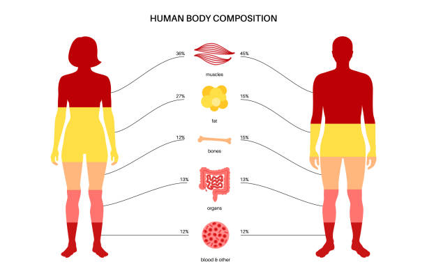 210+ Body Fat Percentage Stock Photos, Pictures & Royalty-Free Images ...