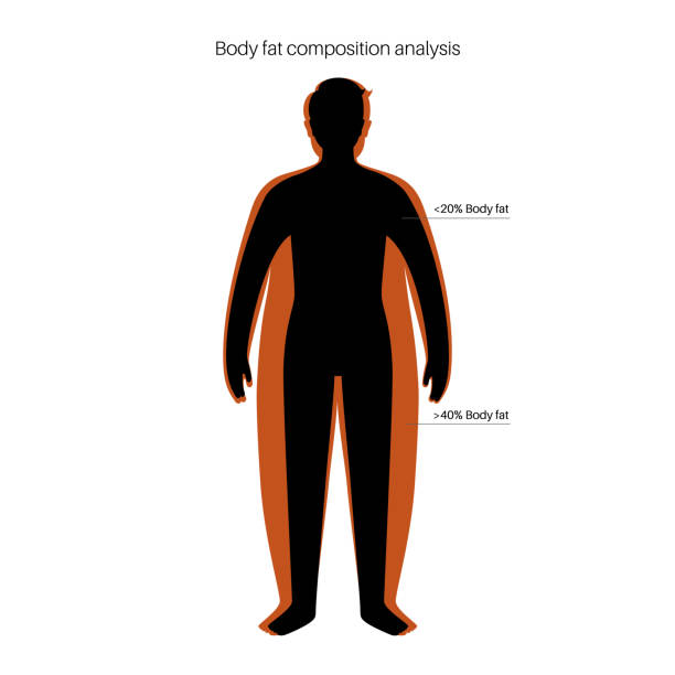 ilustrações, clipart, desenhos animados e ícones de composição de gordura corporal - men muscular build abdominal muscle large