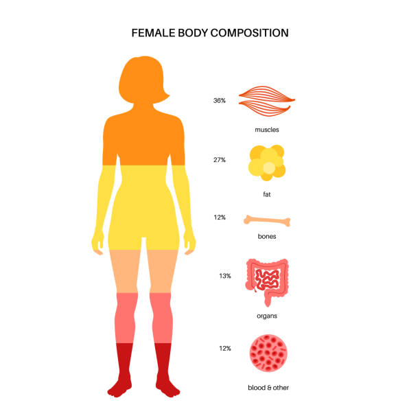 87,800+ Body Composition Fat Stock Photos, Pictures & Royalty Biology Diagrams