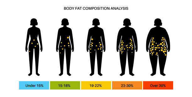 100+ Body Fat Percentage Stock Illustrations, Royalty-Free Vector Graphics  & Clip Art - iStock