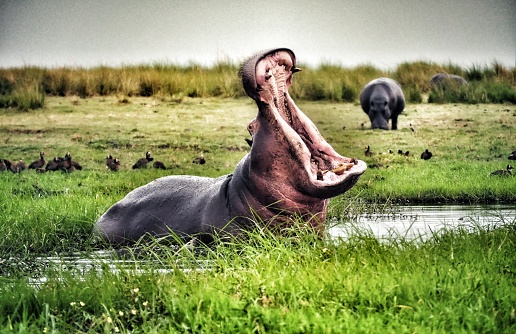 Hippo grazing on the edge of Lake Naivasha, Kenya. 