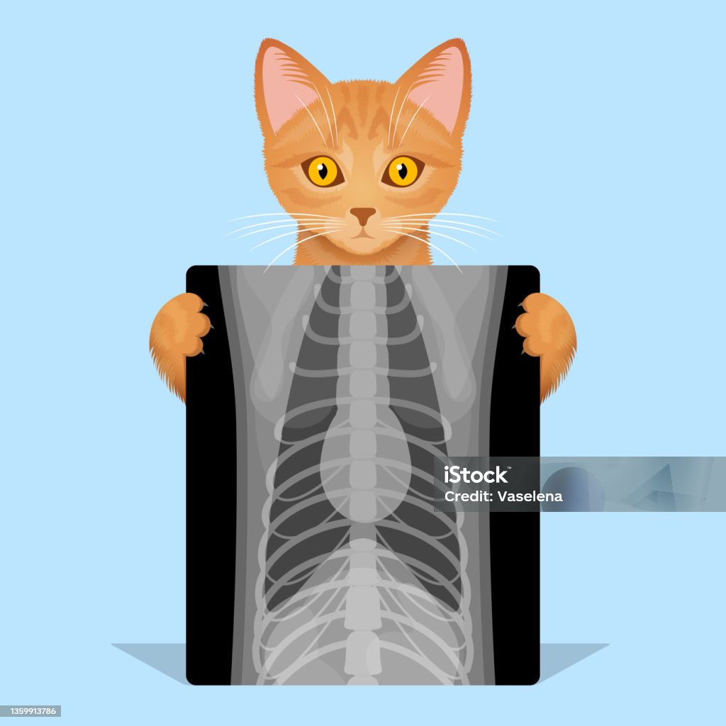 Ilustración de Imagen De Gato Y Rayos X De Tórax Radiografía En Veterinaria  y más Vectores Libres de Derechos de Agarrar - iStock