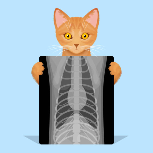 illustrazioni stock, clip art, cartoni animati e icone di tendenza di immagine del gatto e dei raggi x del torace, radiografia in veterinaria - pet