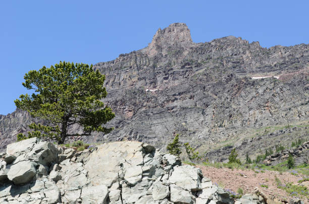 istock Rocks and Tree, Glacier National Park 1359914319