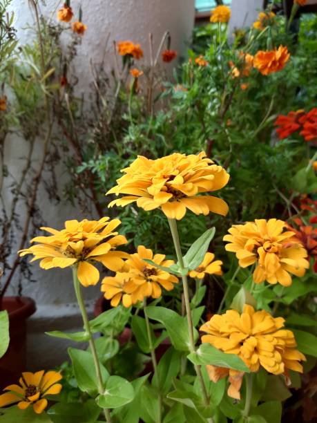 istock teh yellow Zinnia 1359916089