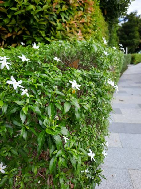 istock The jasmine flowers 1359916107