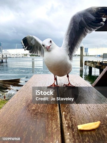 istock Seagull standing on a table with his wings out.  Looking sideways at a chip. Boat harbour in the background.  Gold Coast Queensland Australia 1359916968
