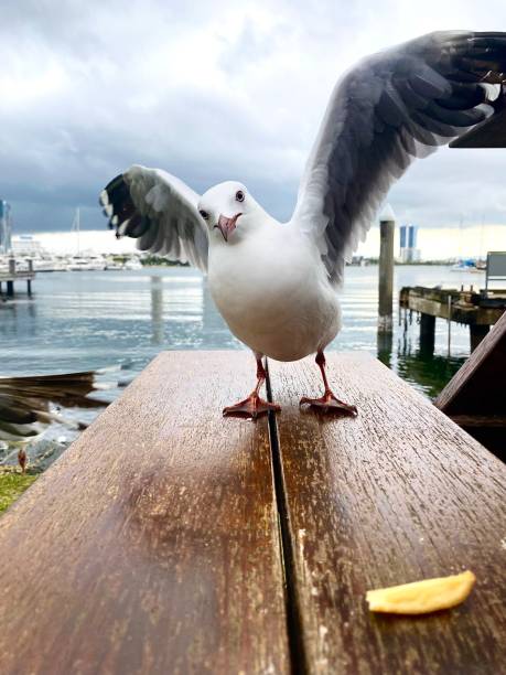 Seagull standing on a table with his wings out.  Looking sideways at a chip. Boat harbour in the background.  Gold Coast Queensland Australia Seagull looking at a chip on the table gliding photos stock pictures, royalty-free photos & images
