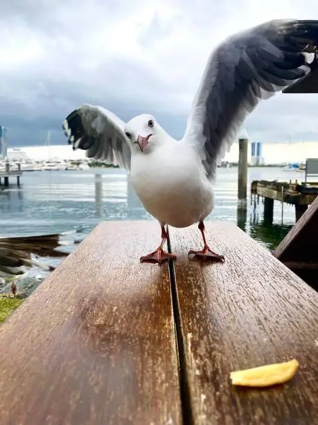 Photo of Seagull standing on a table with his wings out.  Looking sideways at a chip. Boat harbour in the background.  Gold Coast Queensland Australia