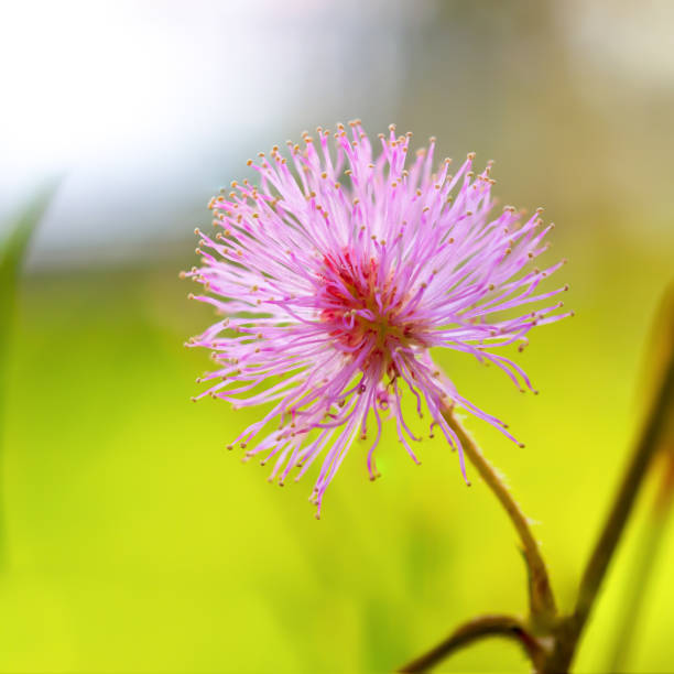 Mimosa pudica / Mimosa pigra in Fabaceae family on blurred green background. Beautiful pink flowers growing on a summer meadow. Mimosa pudica / Mimosa pigra in Fabaceae family on blurred green background. Beautiful pink flowers growing on a summer meadow. mimosa pigra stock pictures, royalty-free photos & images