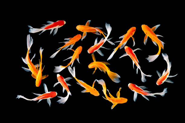 Top View Koi fish Top View Koi fish schooling swimming on black background fish swimming from above stock pictures, royalty-free photos & images