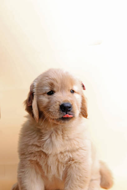 istock golden retriever puppy 1359919266
