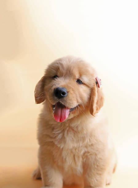 istock golden retriever puppy 1359919271