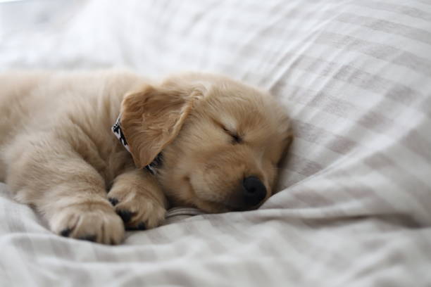 istock golden retriever puppy 1359919272