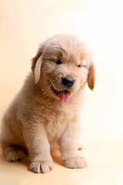 istock golden retriever puppy 1359919274