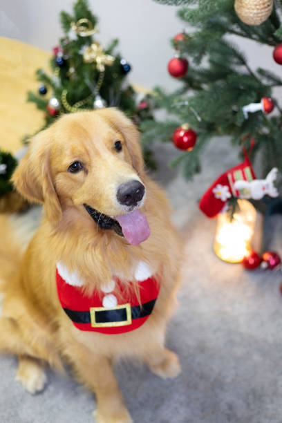 istock golden retriever christmas festive 1359919910