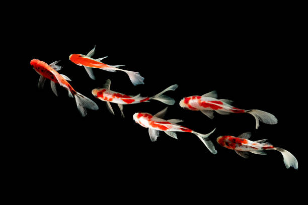 Top View Koi fish Top View Koi fish schooling swimming on black background fish swimming from above stock pictures, royalty-free photos & images