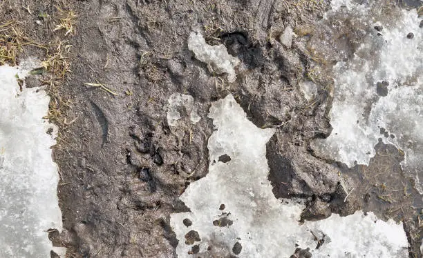 Top view of winter thawing ground surface with messy mix of wet dirt and ice, Surface background photo.