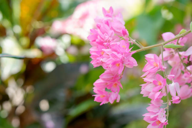 POLYGONACEAE, Coral Vine or Antigonon leptopus hook flower with natural blur background, Flowers of Pink Vine, Chain of Love, Coral Vine, Mexican Creeper. Thai call Pwgchmpo flowers.