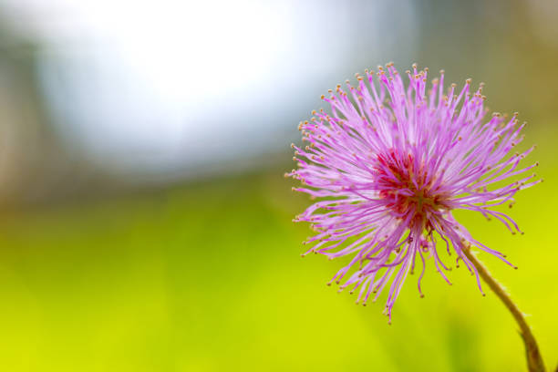 Mimosa pudica / Mimosa pigra in Fabaceae family on blurred green background. Beautiful pink flowers growing on a summer meadow. Mimosa pudica / Mimosa pigra in Fabaceae family on blurred green background. Beautiful pink flowers growing on a summer meadow. mimosa pigra stock pictures, royalty-free photos & images