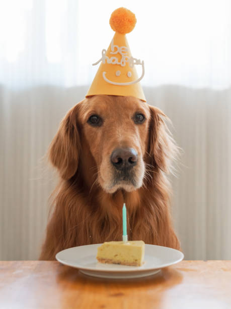 istock Golden Retriever birthday and cake 1359925872