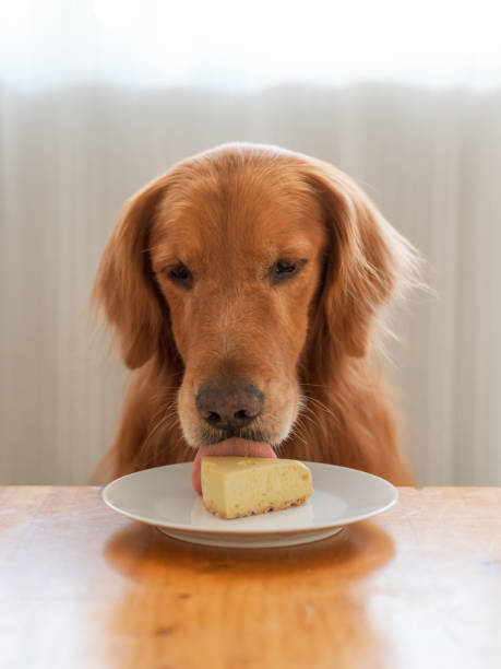 istock Golden Retriever licks cheesecake on a plate 1359925873