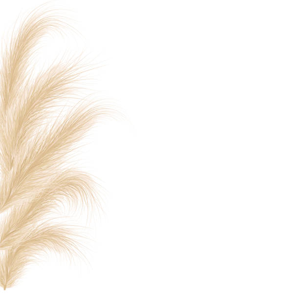 Dried natural pampas grass. Floral ornamental elements in boho style. Vector illustration of cortaderia selloana. New trendy home decoration. Flat lay with copy space, top view Dried natural pampas grass. Floral ornamental elements in boho style. Vector illustration of cortaderia selloana. New trendy home decoration. Flat lay with copy space, top view. terracotta color stock illustrations