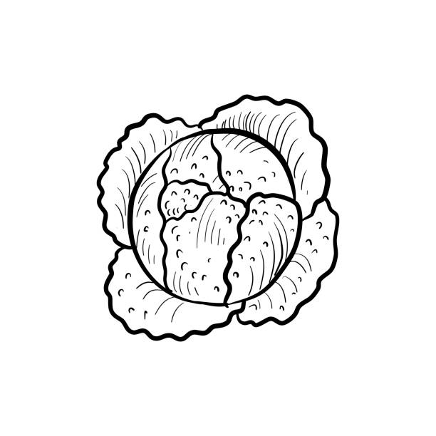 główka kapusty sabaudzkiej, szkic rysunku wektorowego - savoy cabbage stock illustrations