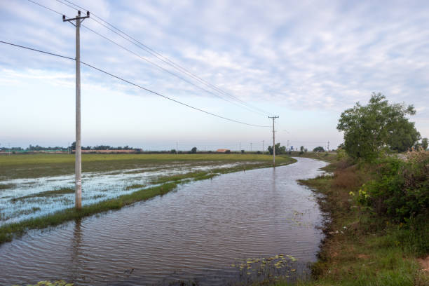 istock The Landscape of Rice Field and Electrical Pole 1359928380