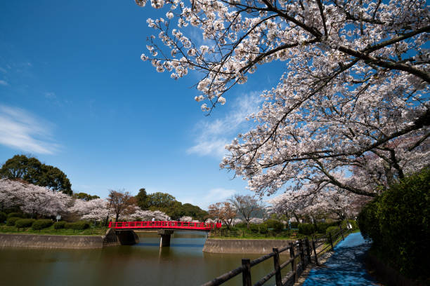 istock Cherry blossoms in Japan. Someiyosino 1359933057