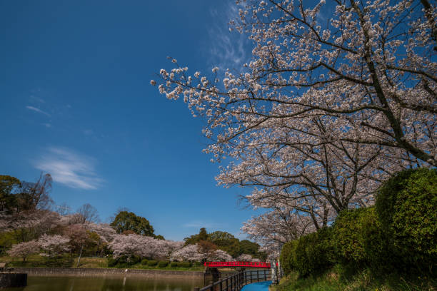 istock Cherry blossoms in Japan. Someiyosino 1359933060