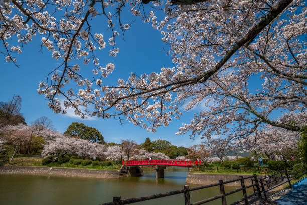 istock Cherry blossoms in Japan. Someiyosino 1359933077