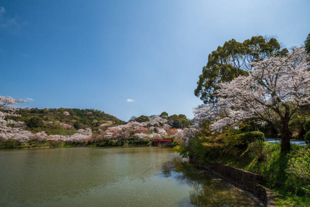 istock Cherry blossoms in Japan. Someiyosino 1359933091