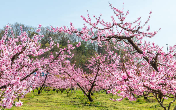 istock Peach blossoms. Spring in the peach garden in Japan 1359933771
