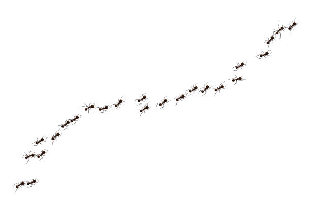 ant Black ant trail. Working insect curve group silhouettes isolated on white background. Vector illustration. ant stock illustrations
