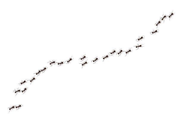 ant Black ant trail. Working insect curve group silhouettes isolated on white background. Vector illustration. edible ants stock illustrations