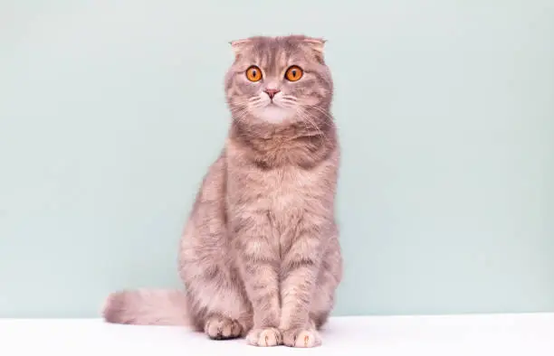 Scottish Fold breed of cat in full growth, isolated on a white background