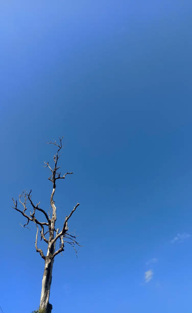 большое дерево с фоном неба - giant perch стоковые фото и изображения