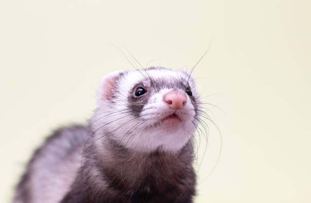 istock polecat pet ferret isolated on a white background 1359939482